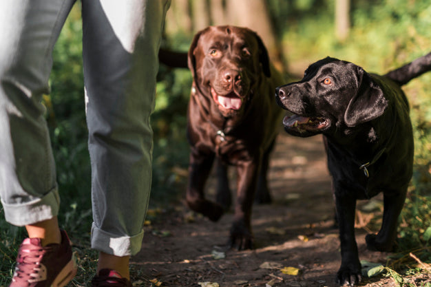 higiene del perro higiene del perro